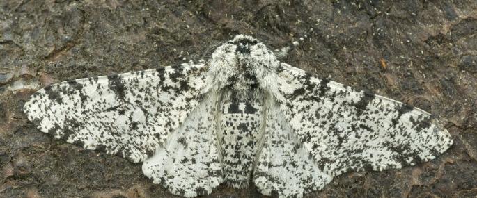 Peppered moth - northeastwildlife.co.uk - northeastwildlife.co.uk